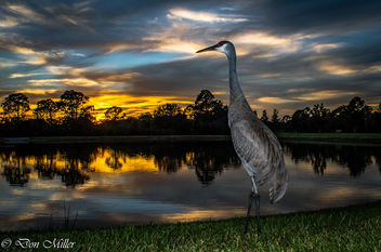 Solo Sandhill Crane - Kostenloses image #361699